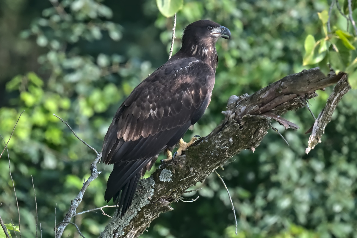 Bronck Island and Surrounding Area 38