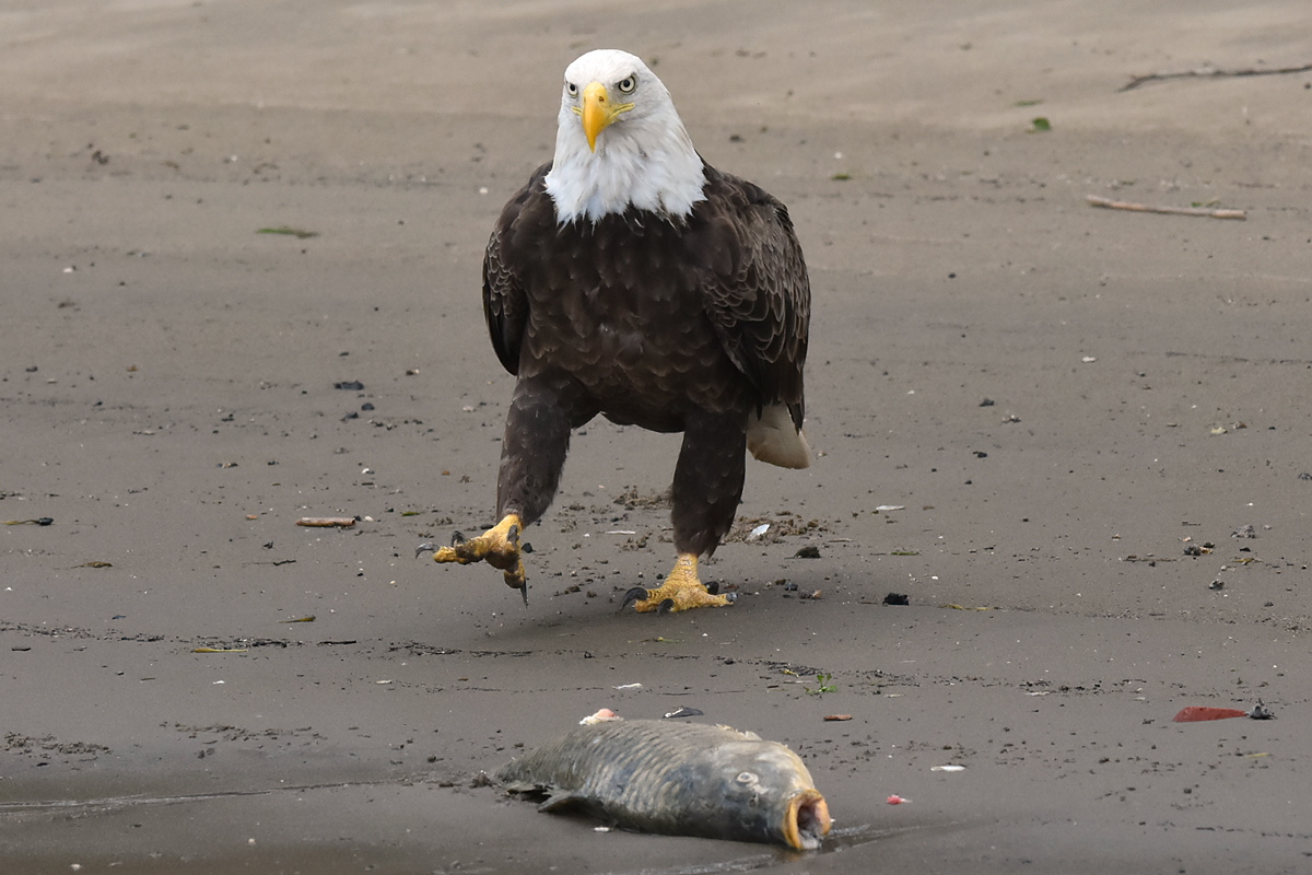 Eagles Devour a Carp 01