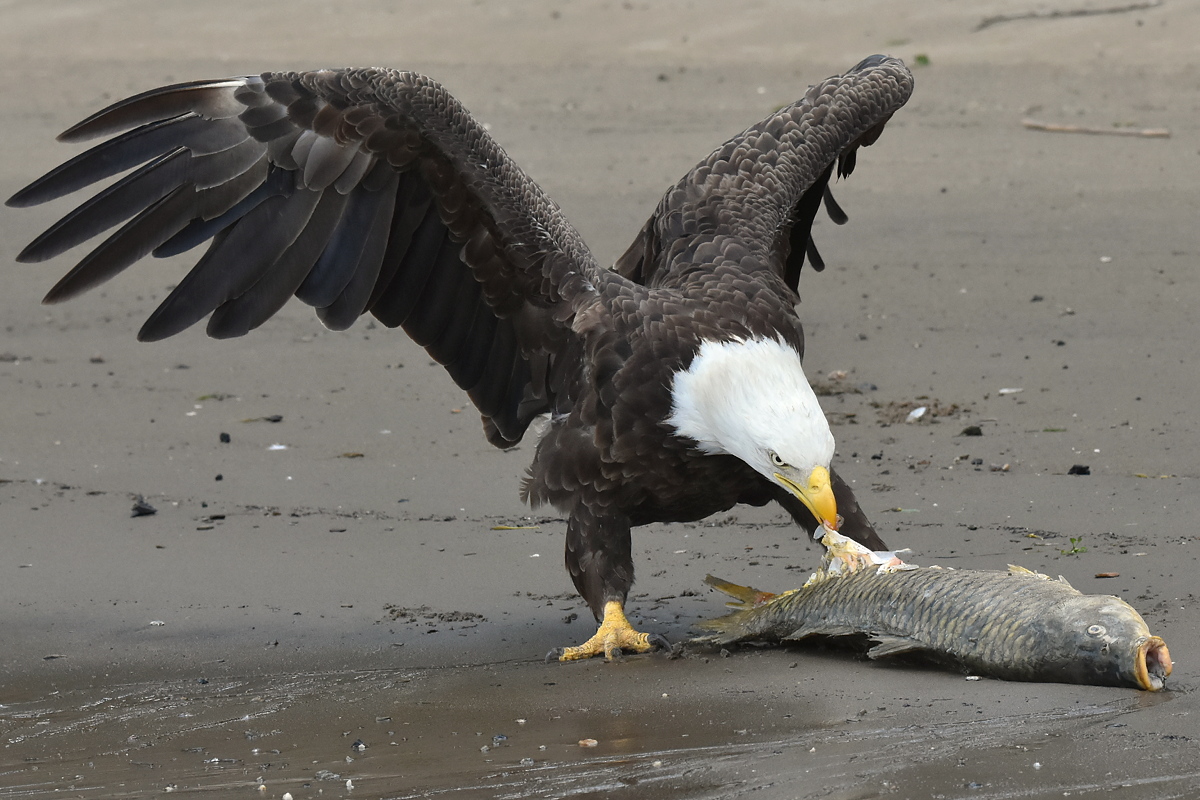 Eagles Devour a Carp 02