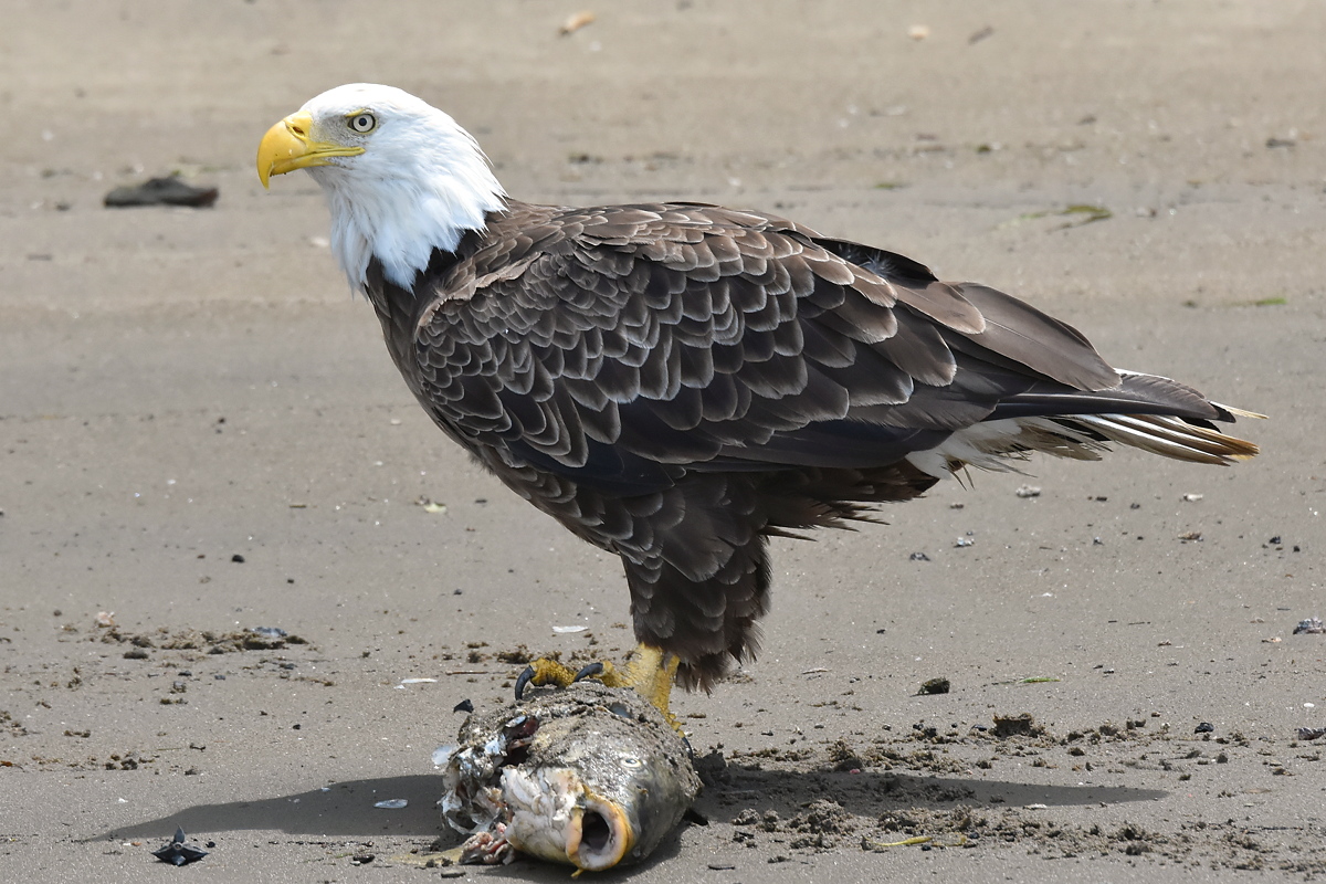 Eagles Devour a Carp 03