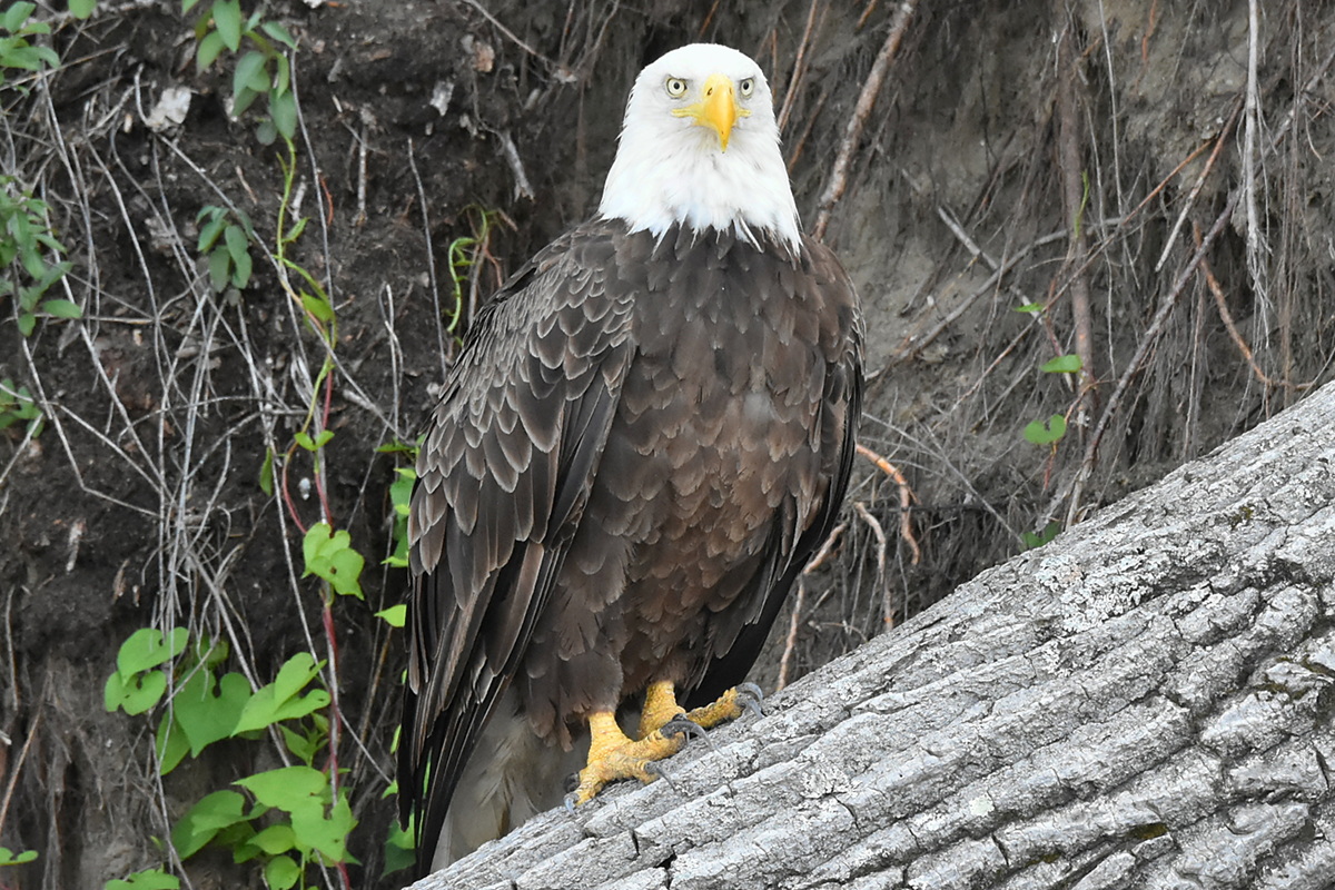 Eagles Devour a Carp 04