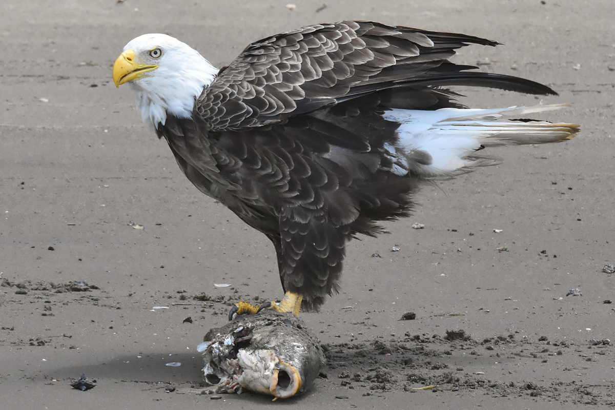 Eagles Devour a Carp 05