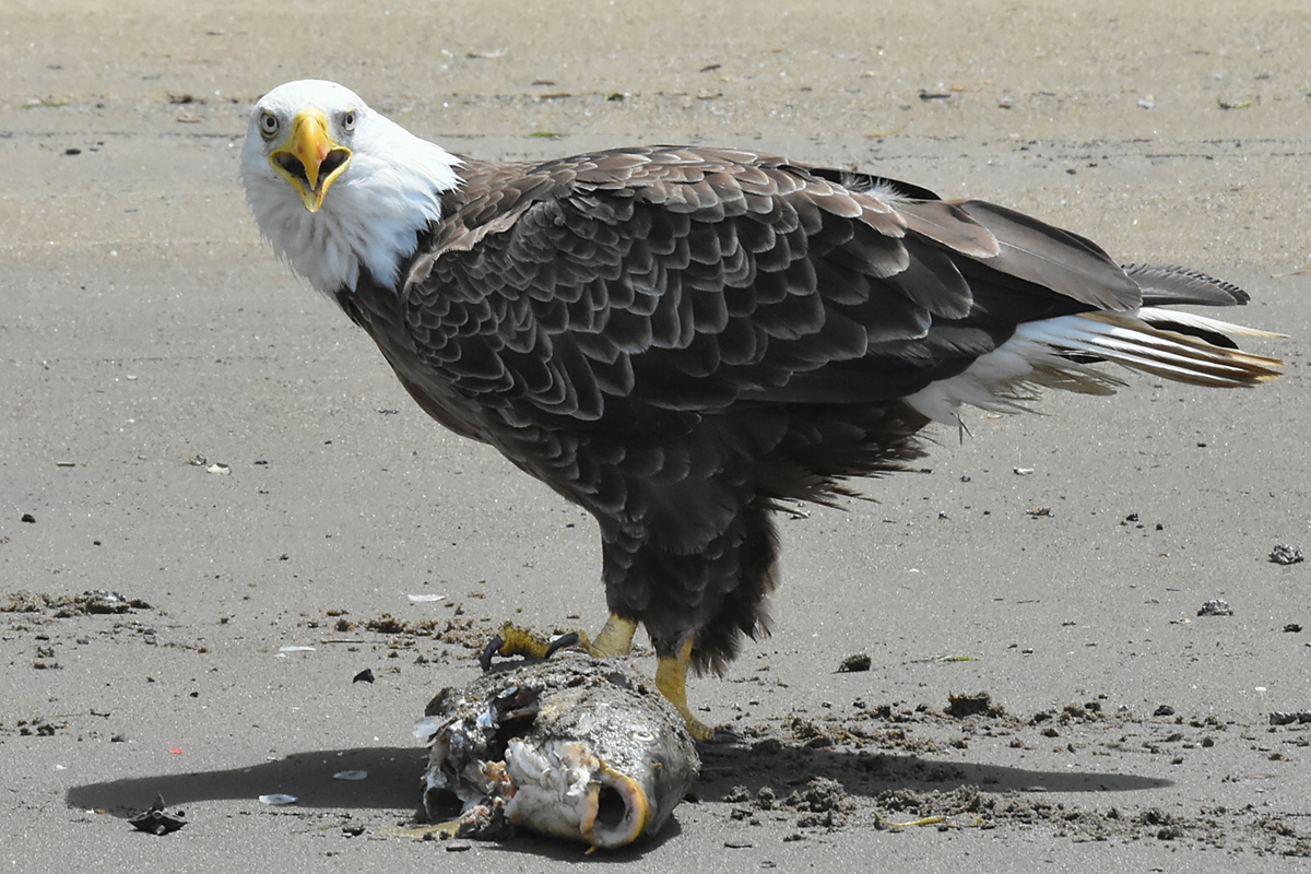 Eagles Devour a Carp 06