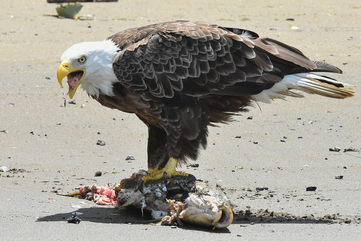 Eagles Devour a Carp 07