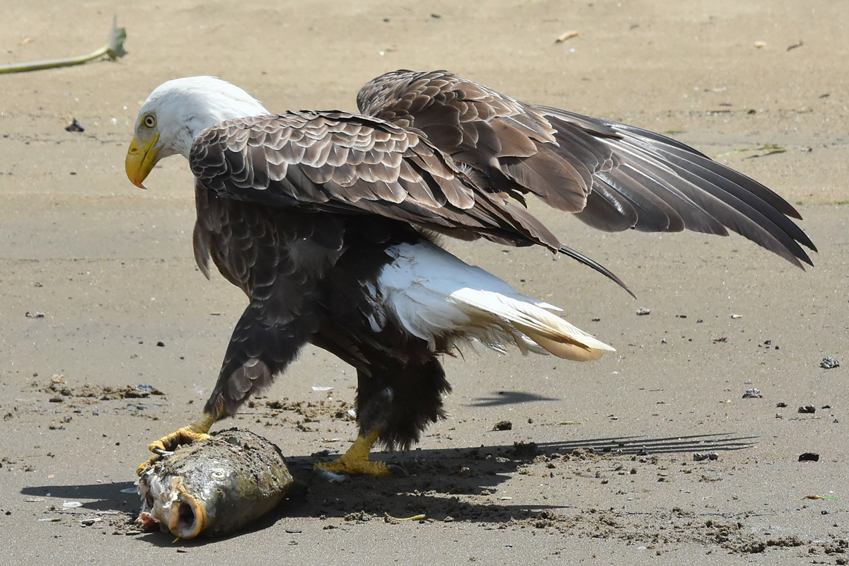 Eagles Devour a Carp 08