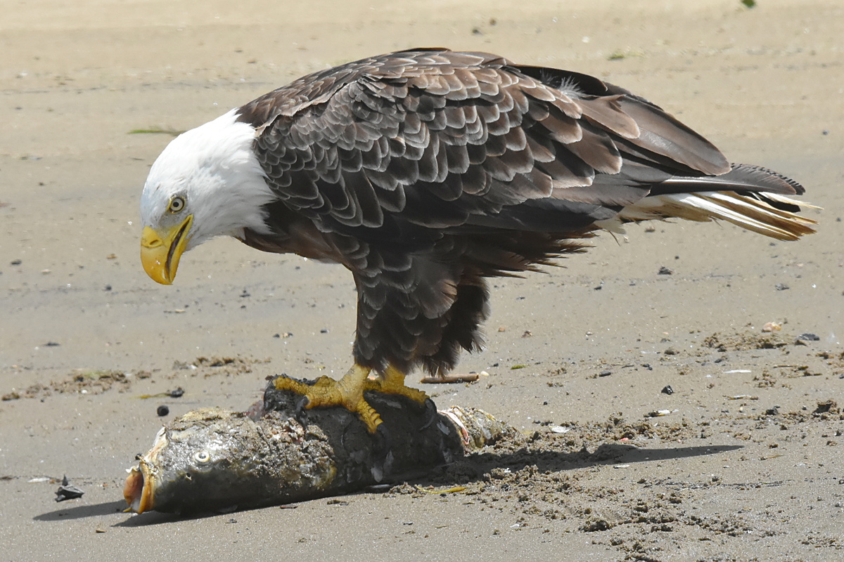 Eagles Devour a Carp 09