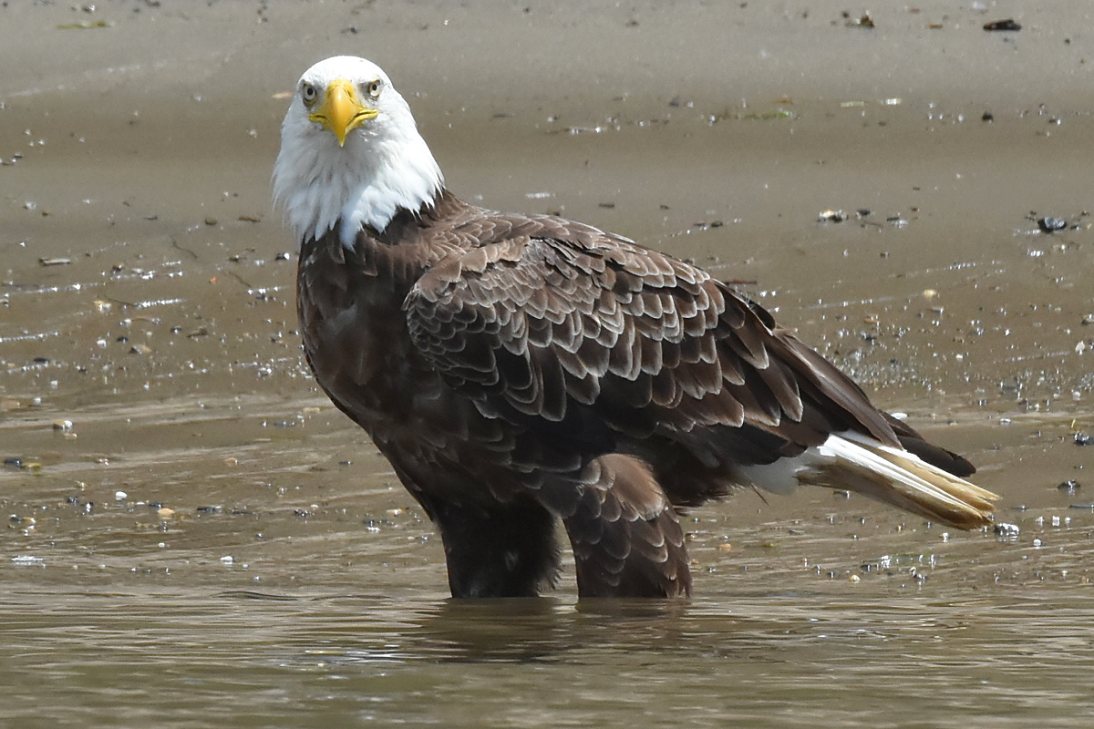 Eagles Devour a Carp 10