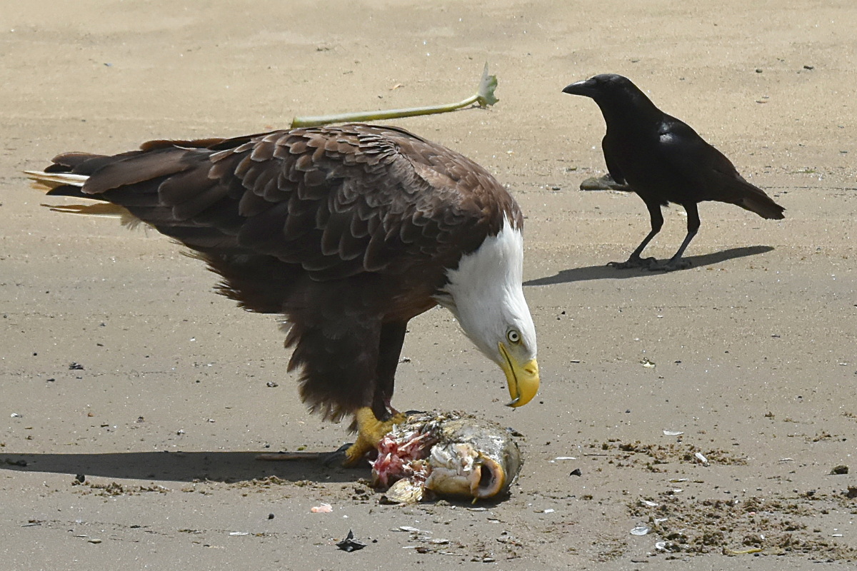 Eagles Devour a Carp 11