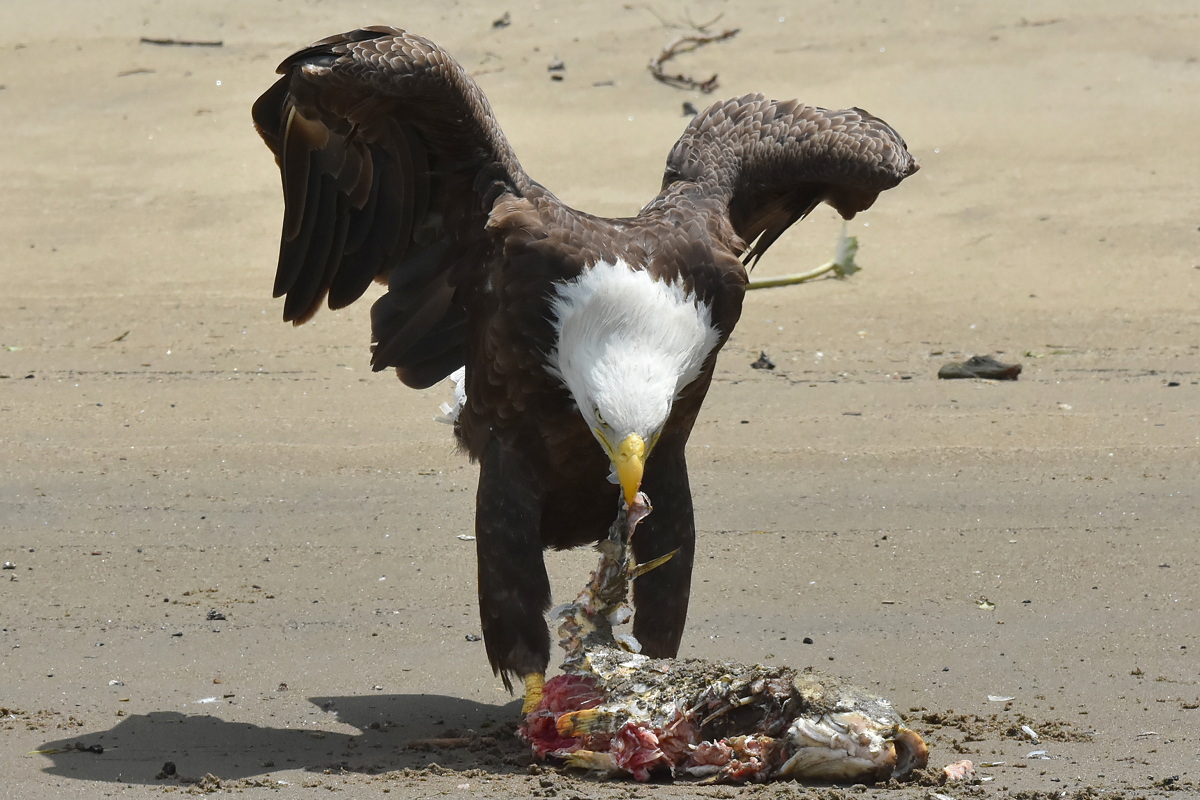 Eagles Devour a Carp 12