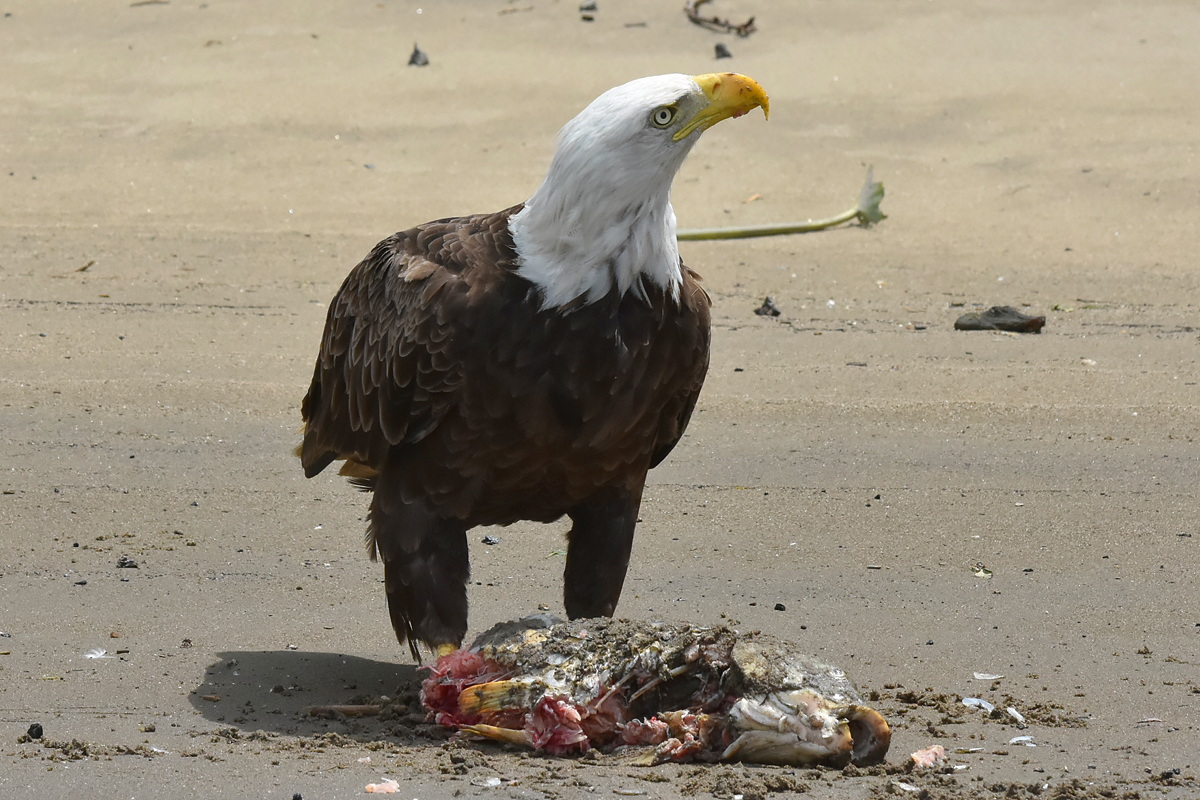 Eagles Devour a Carp 13