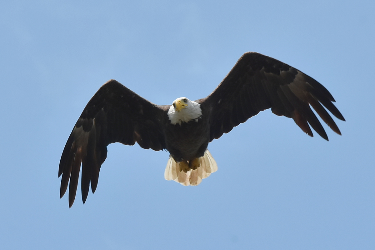 Eagles Devour a Carp 14