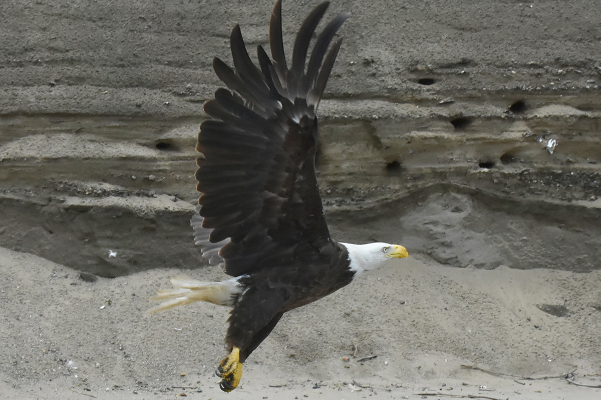 Eagles Devour a Carp 15