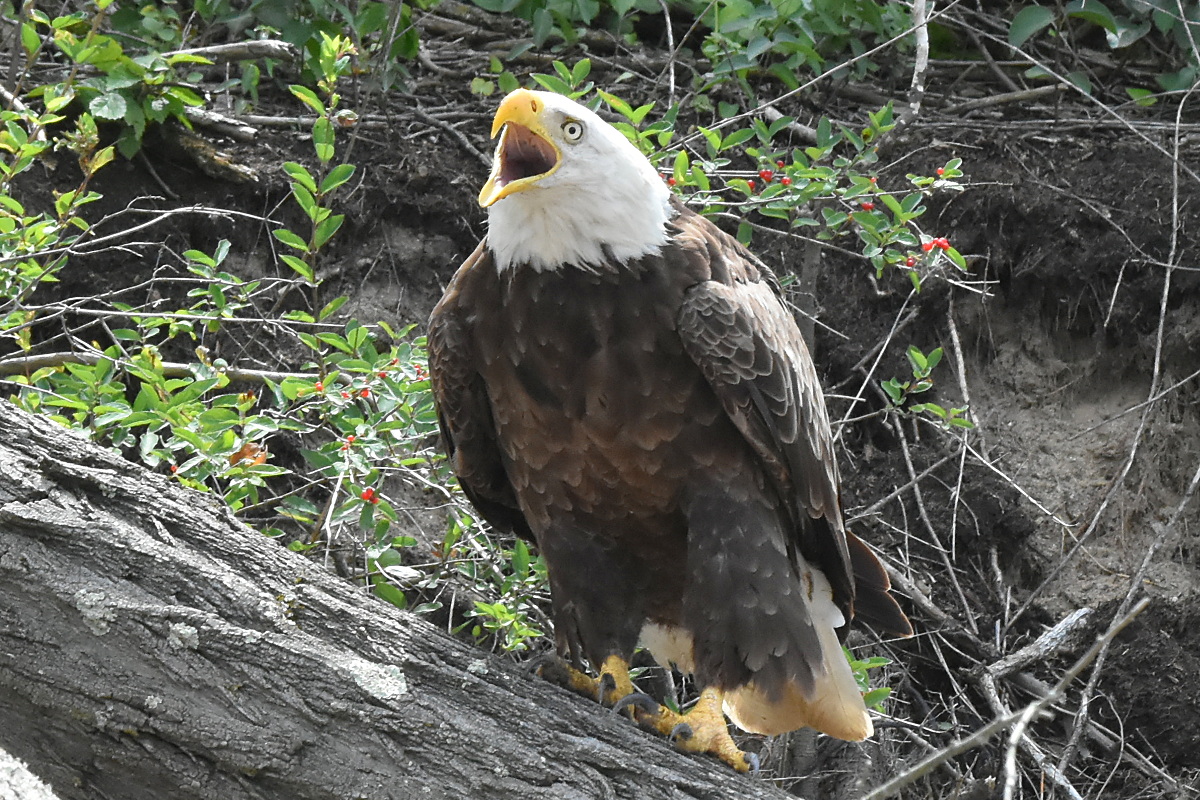 Eagles Devour a Carp 16