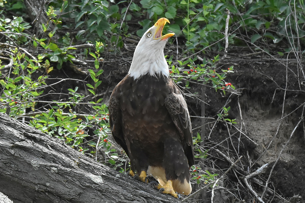 Eagles Devour a Carp 17