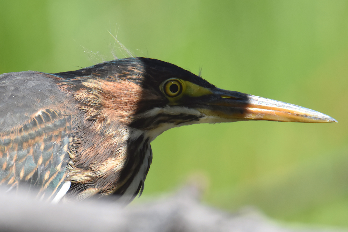 Lake Champlain Vacation 01