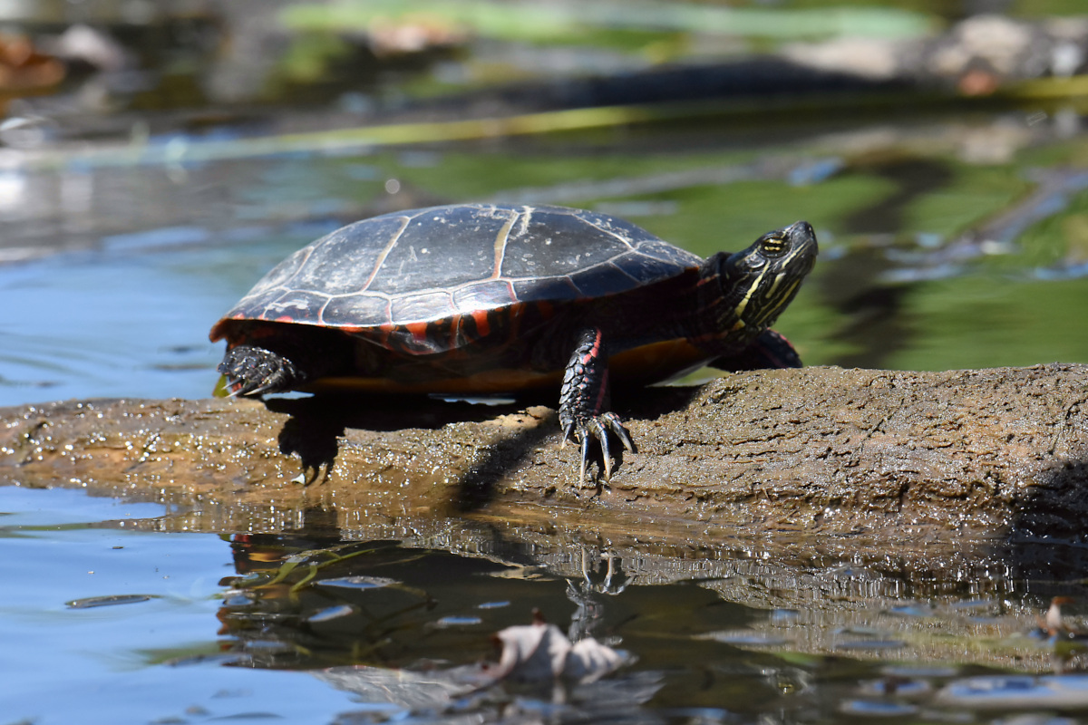 Lake Champlain Vacation 02