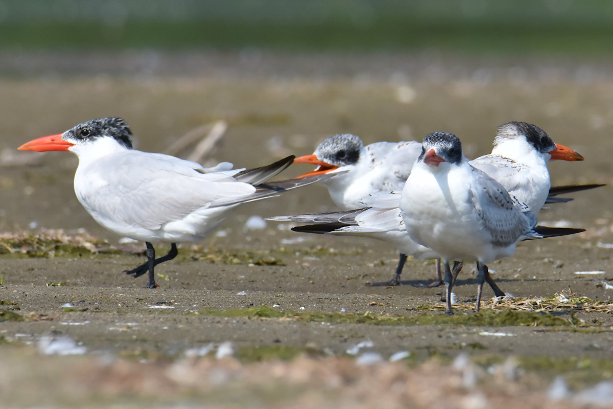 Lake Champlain Vacation 16