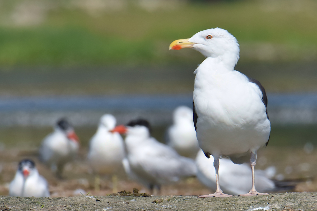 Lake Champlain Vacation 17