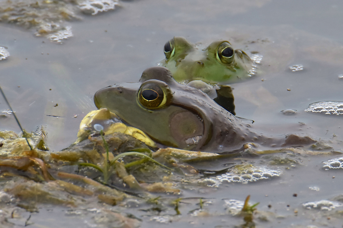 Lake Champlain Vacation 23
