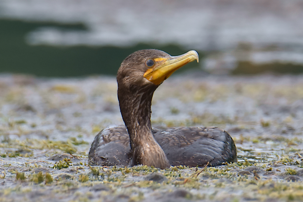 Lake Champlain Vacation 29