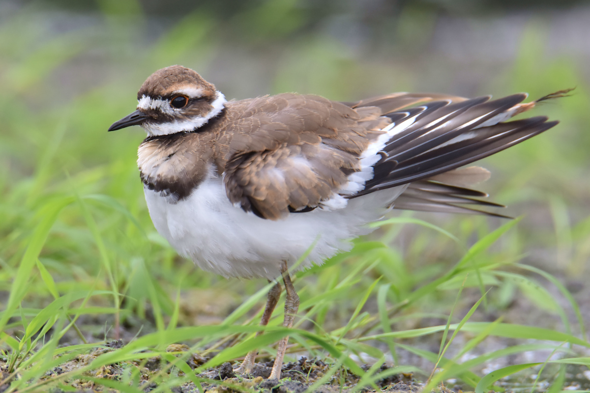 Lake Champlain Vacation 39