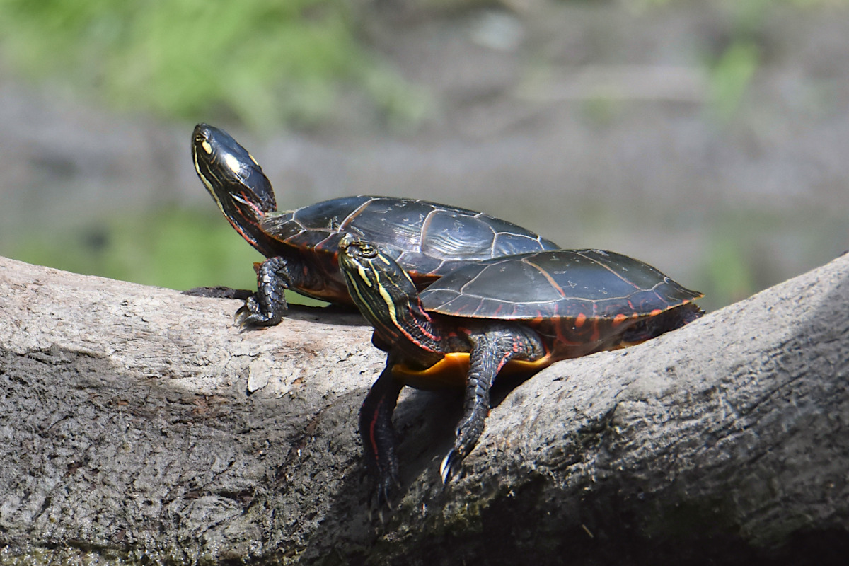 Lake Champlain Vacation 46