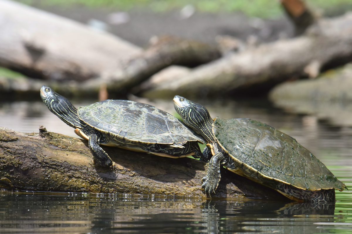 Lake Champlain Vacation 47