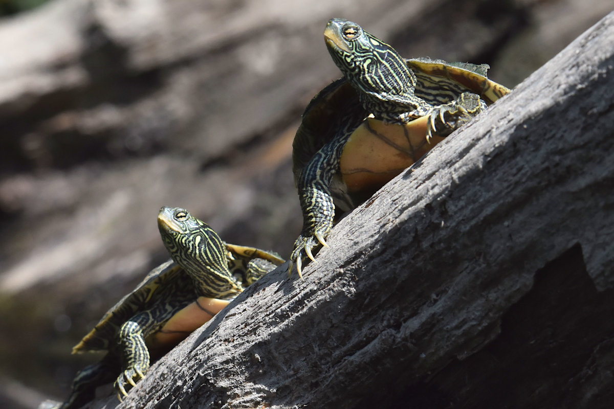 Lake Champlain Vacation 48