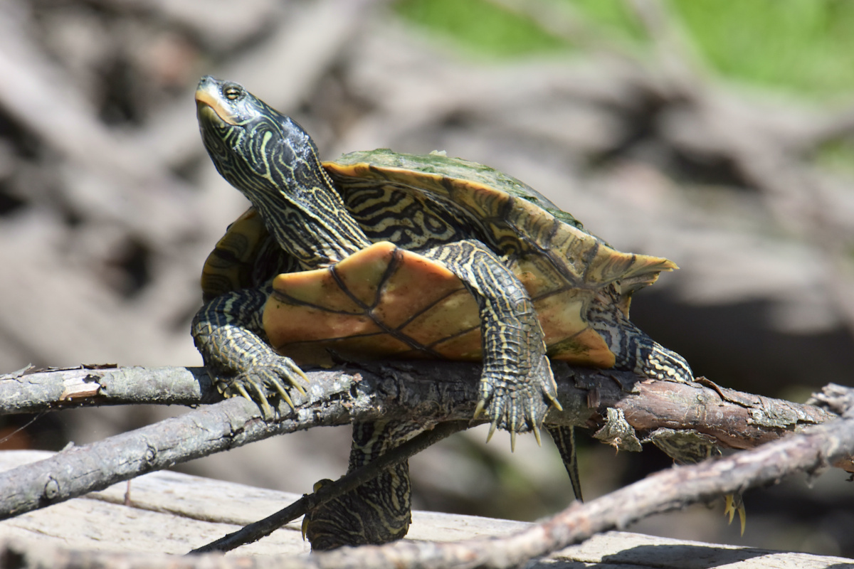Lake Champlain Vacation 49