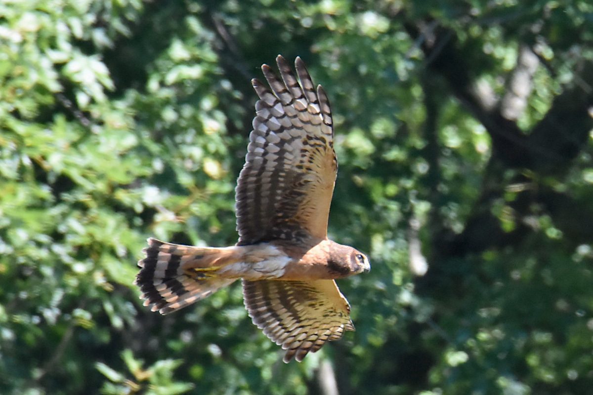 Lake Champlain Vacation 52