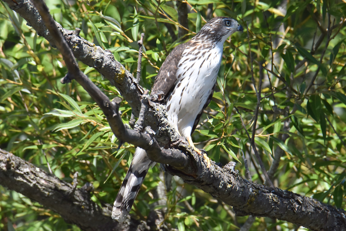 Lake Champlain Vacation 53