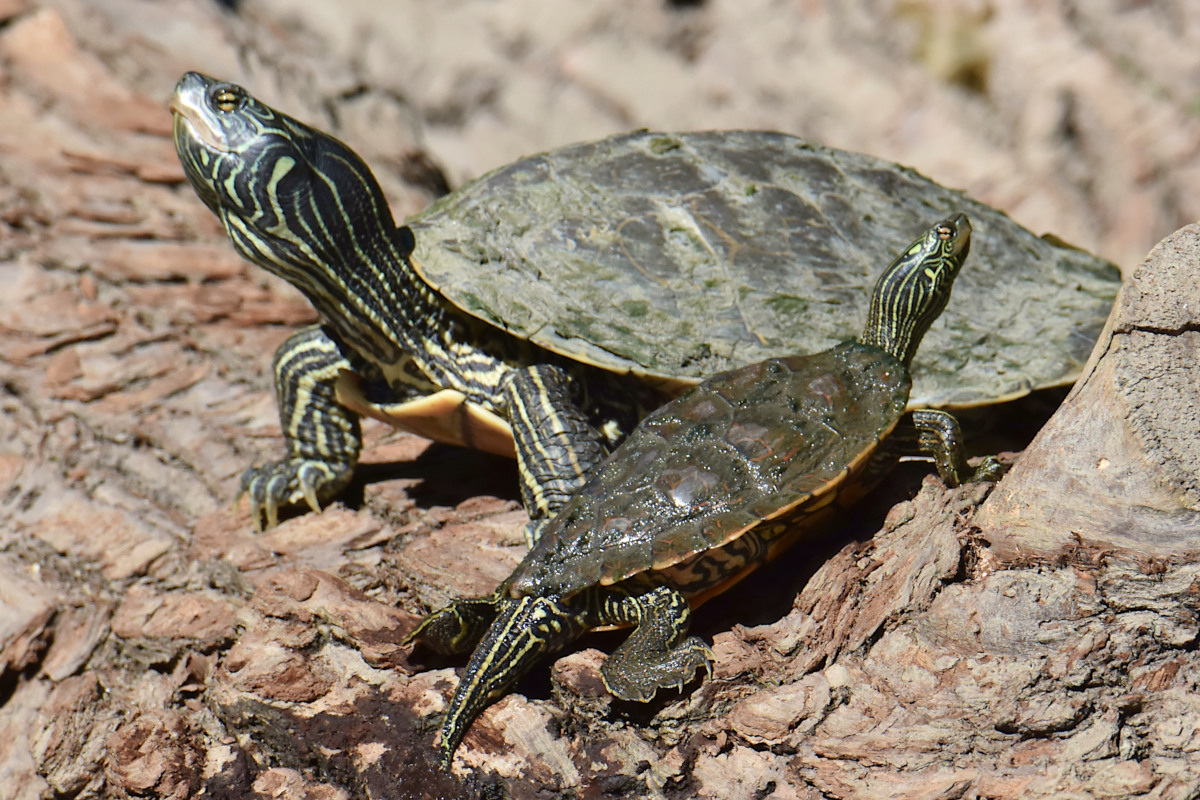 Lake Champlain Vacation 55