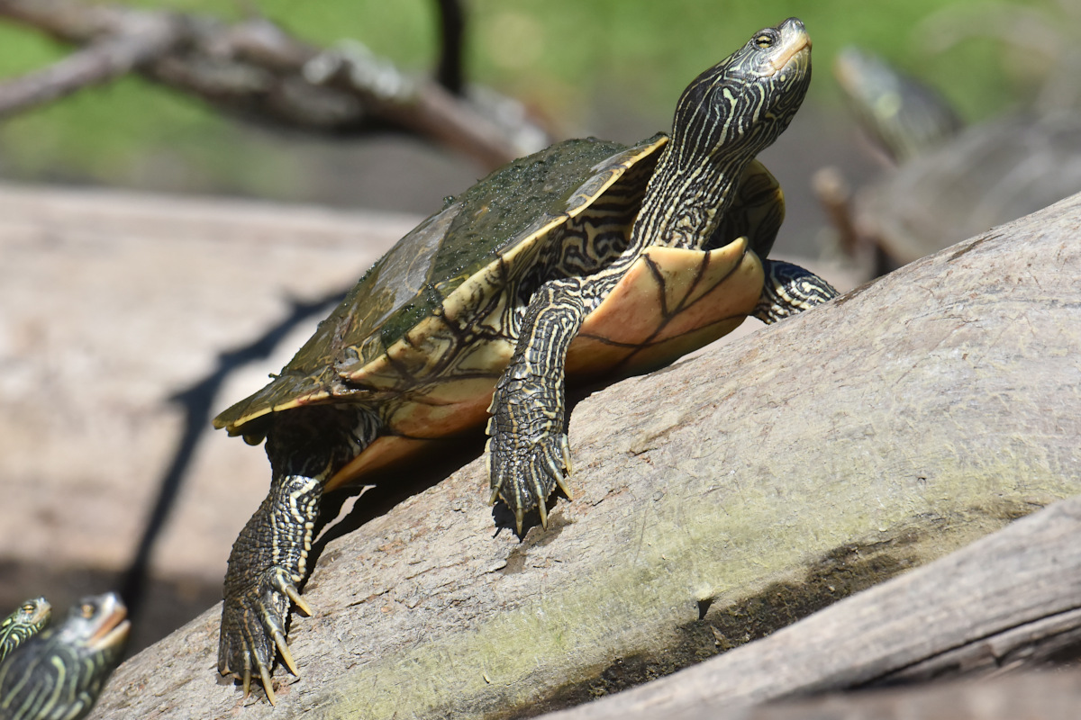 Lake Champlain Vacation 56