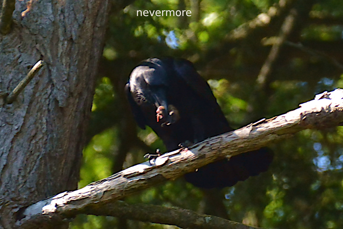 Lake Champlain Vacation 60