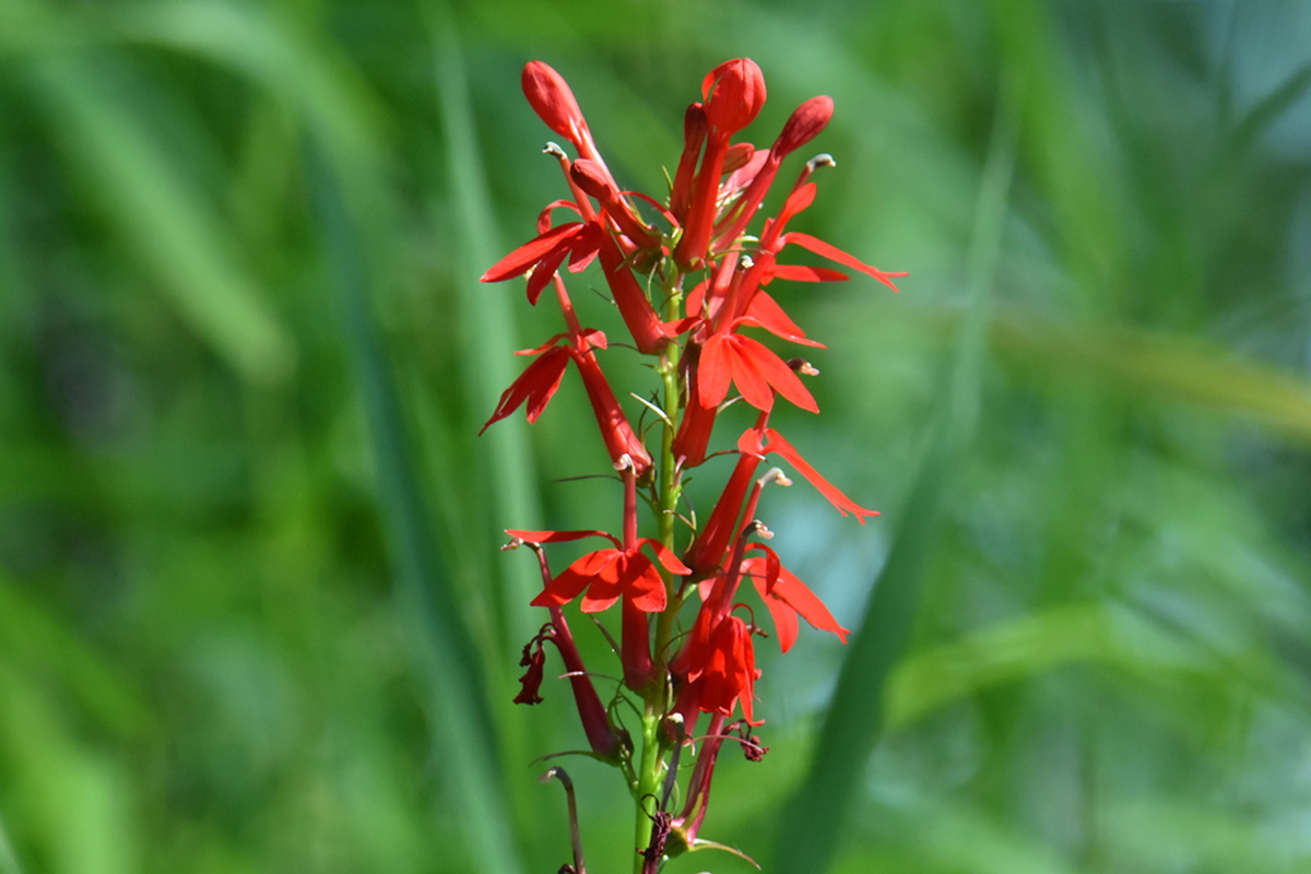 Lake Champlain Vacation 02