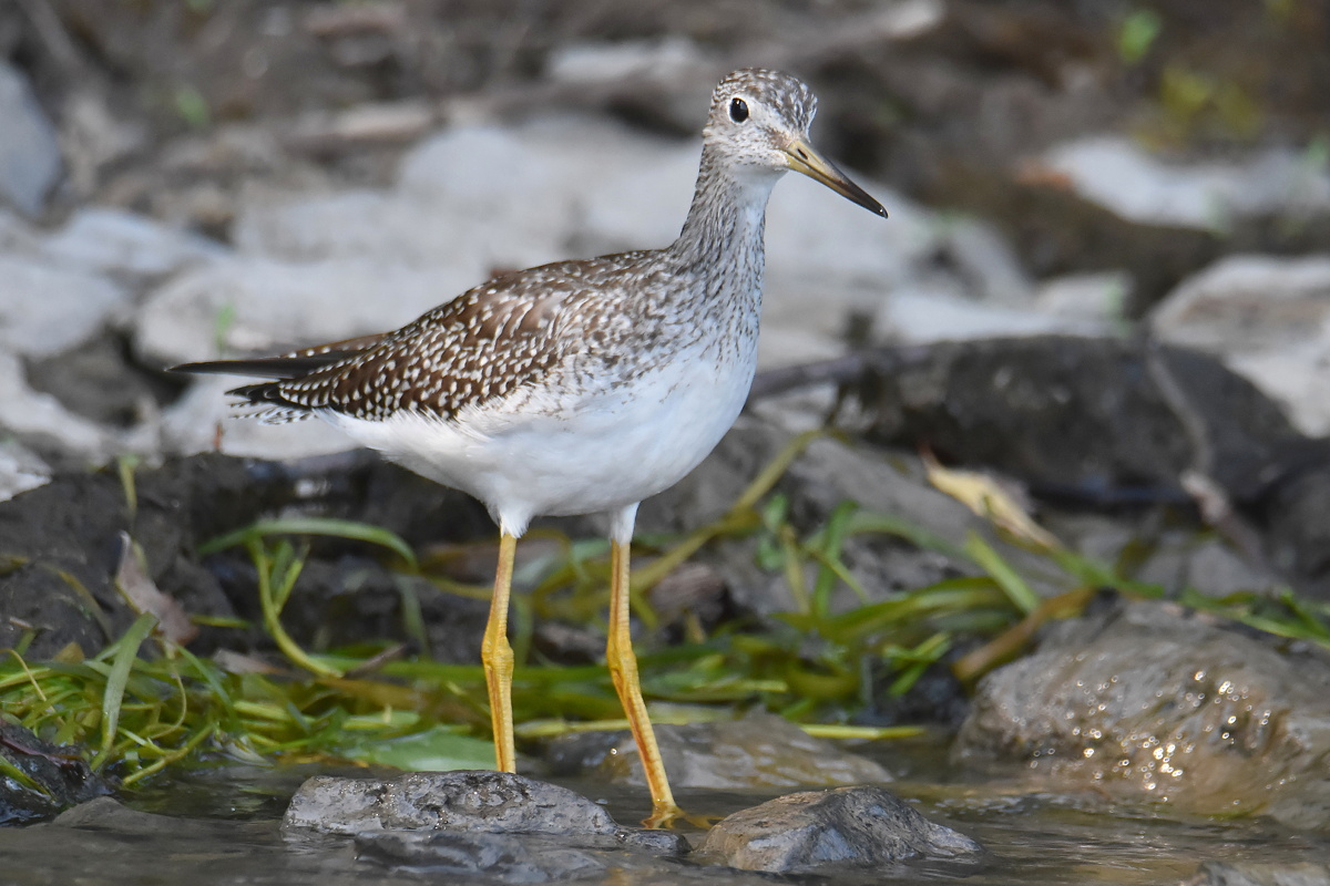 Lake Champlain Vacation 07