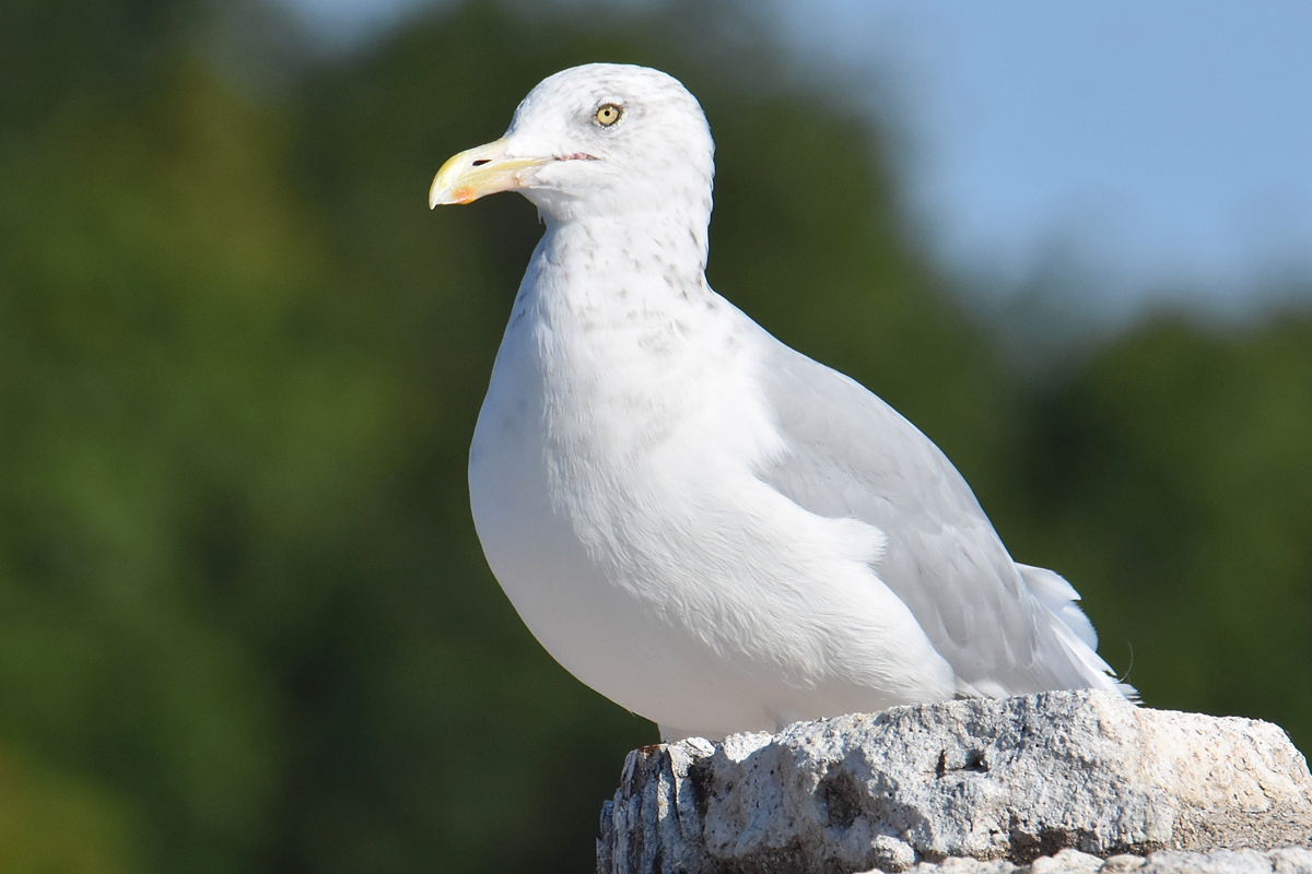 Lake Champlain Vacation 11