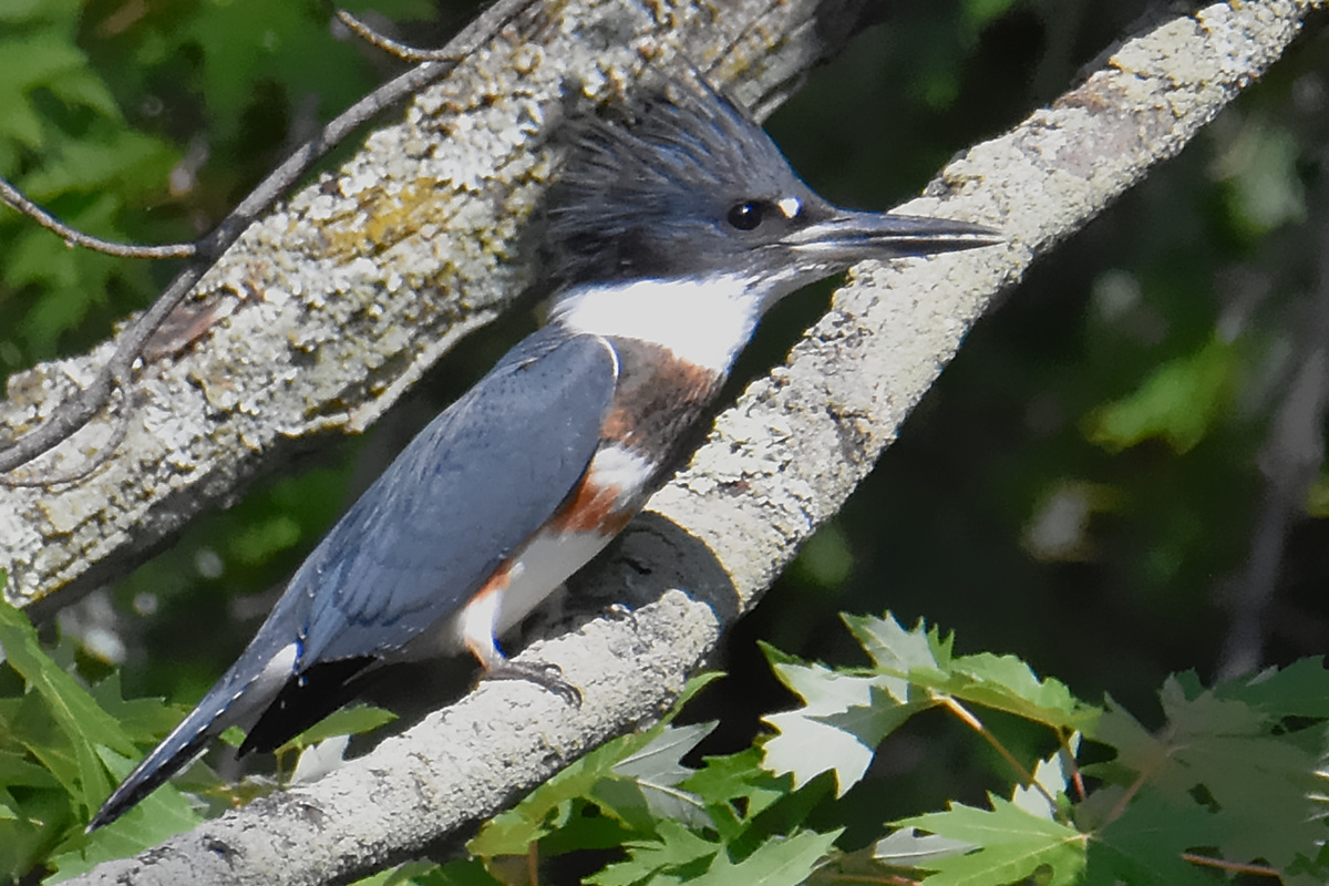 Lake Champlain Vacation 13