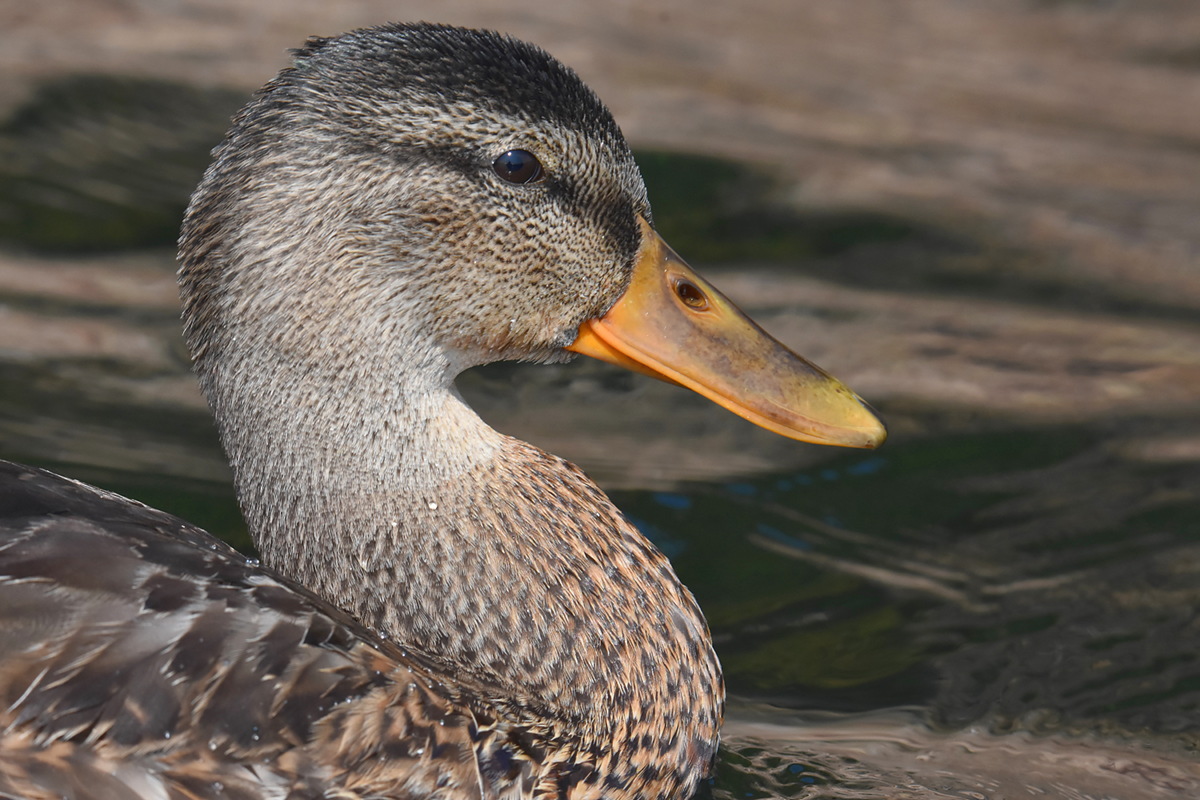 Lake Champlain Vacation 22