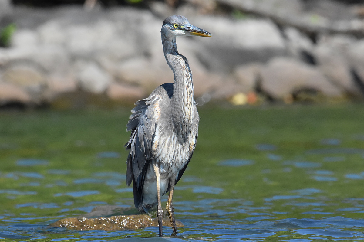 Lake Champlain Vacation 24