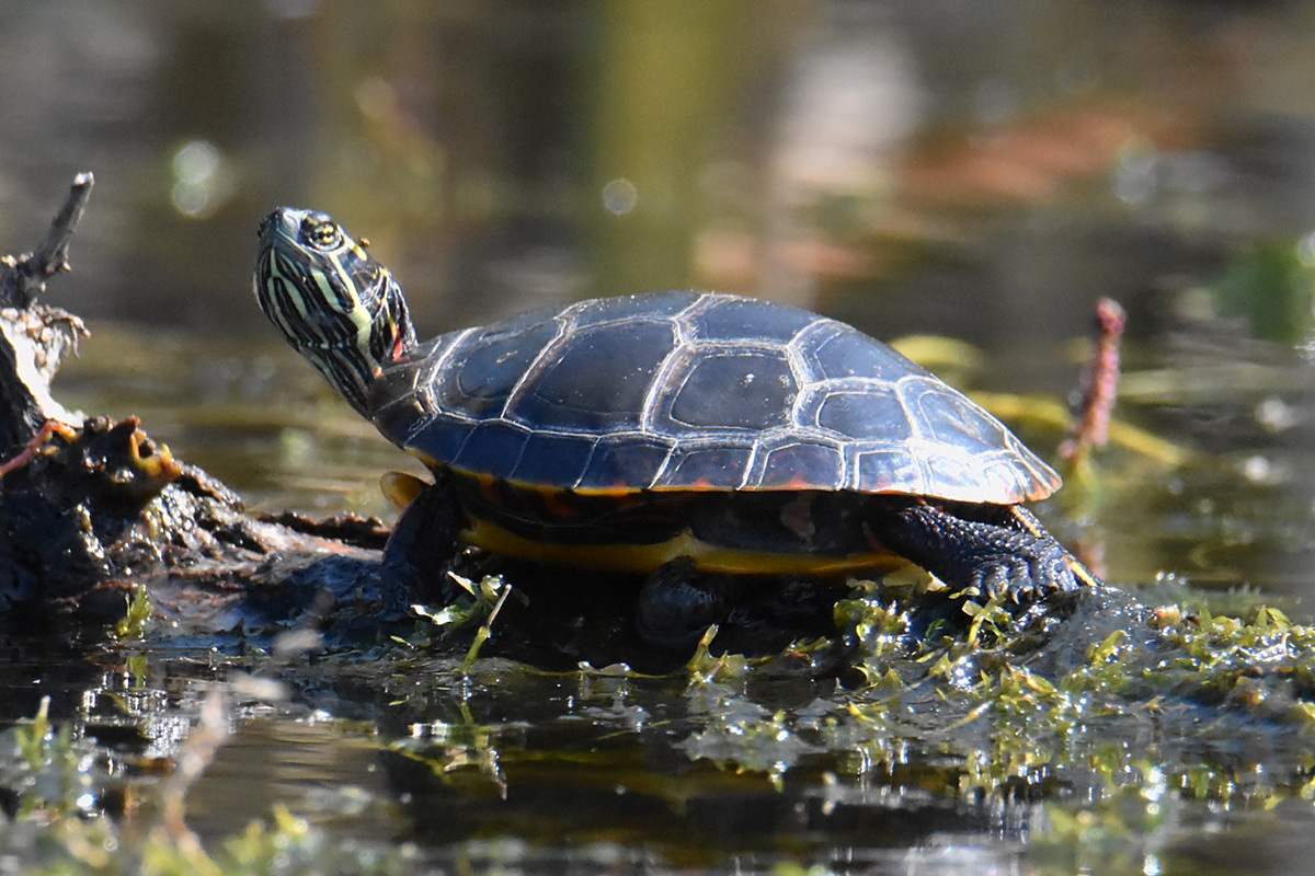 Lake Champlain Vacation 28