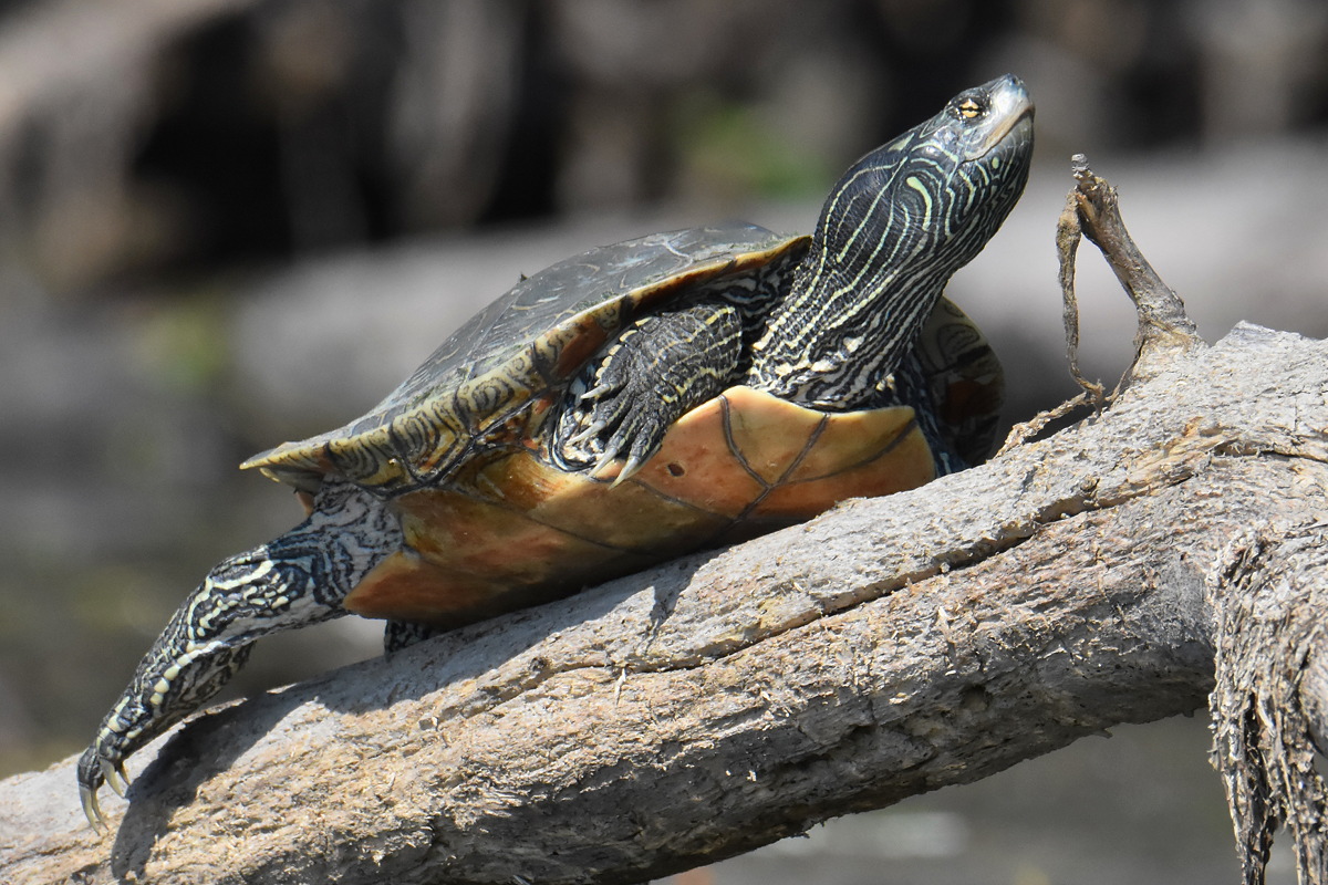 Lake Champlain Vacation 29