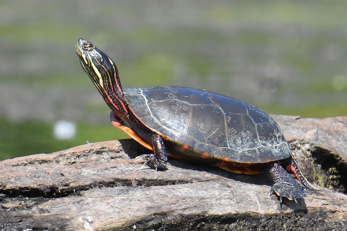 Lake Champlain Vacation 32