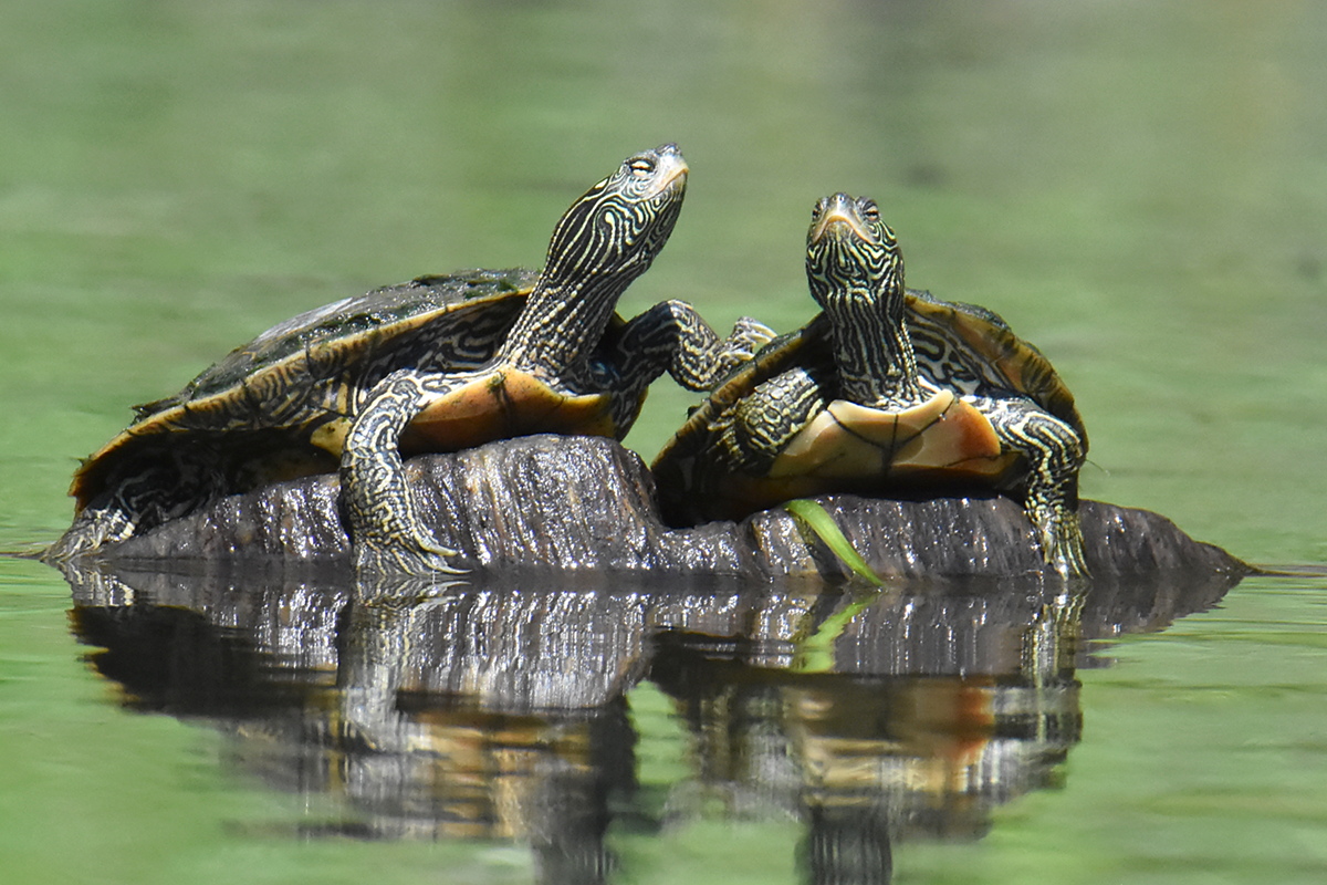 Lake Champlain Vacation 33