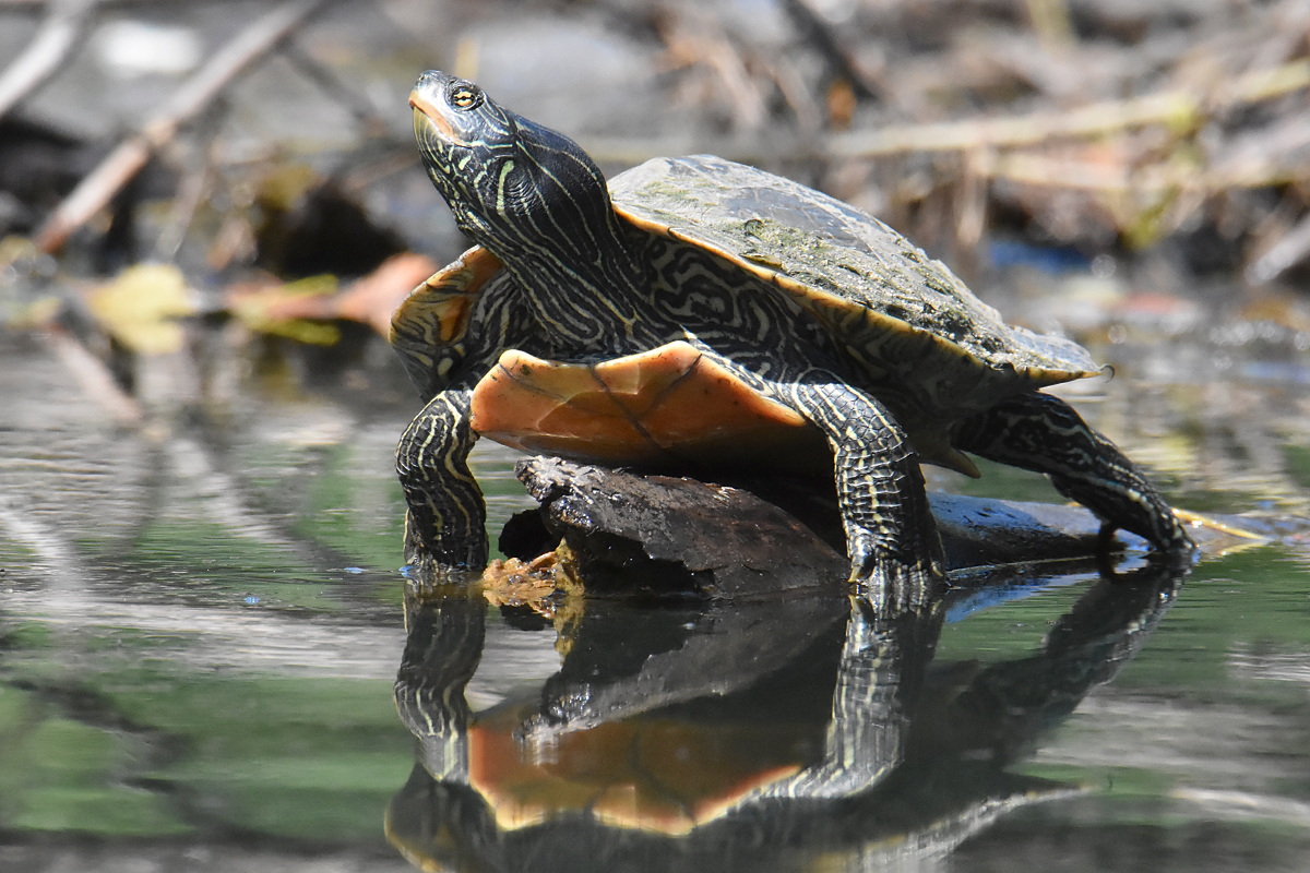 Lake Champlain Vacation 36