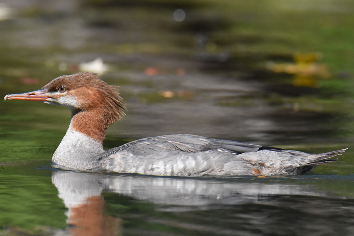 Lake Champlain Vacation 37