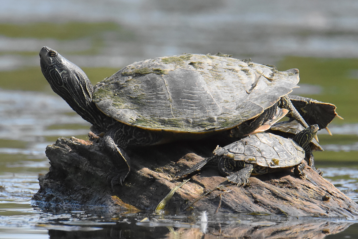 Lake Champlain Vacation 38