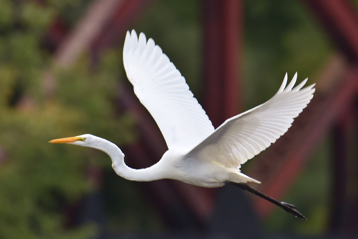 Stockport Flats (Cindy) 01