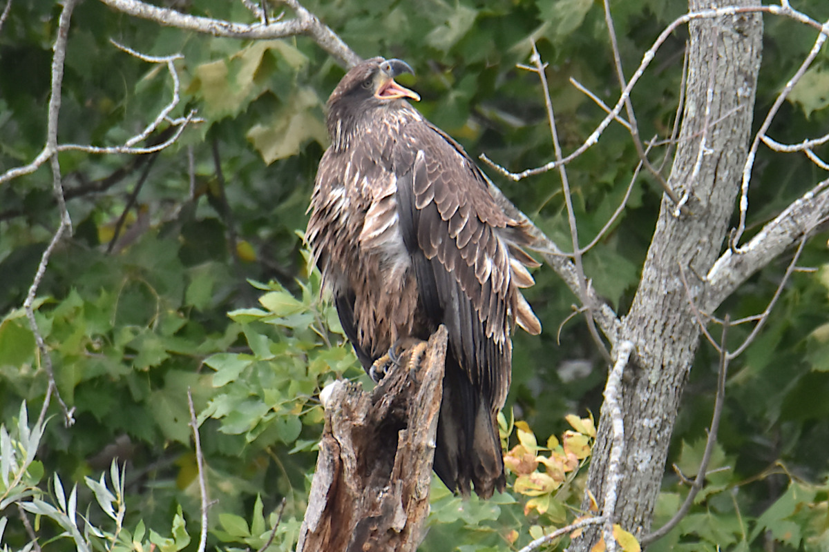 Stockport Flats (Cindy) 02