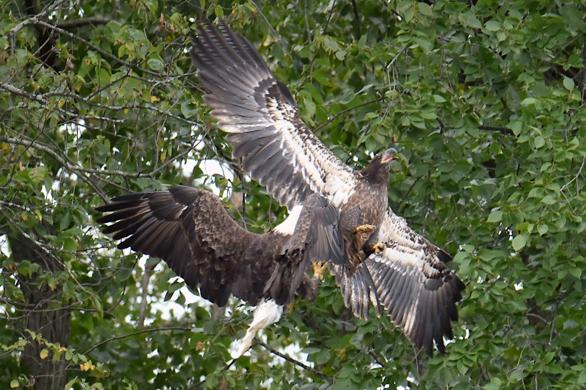 Stockport Flats (Cindy) 03